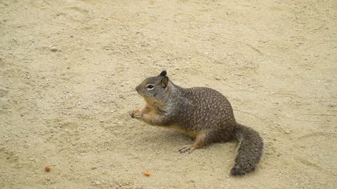 Squirrel Eating Bread Stock Footage 97225543