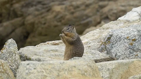 Squirrel Eating Bread Stock Footage 97225664