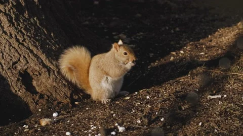 Squirrel eating bread Stock Footage 232870081