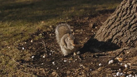 Squirrel eating bread Stock Footage 232870092