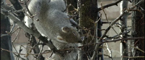 Squirrel eating buds on the tree, 2K Video stock 234735023