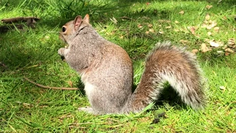 Squirrel eating cashew nut Stock Footage 161890289