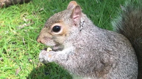 Squirrel eating a cashew nut Stockbeeldmateriaal 161920354