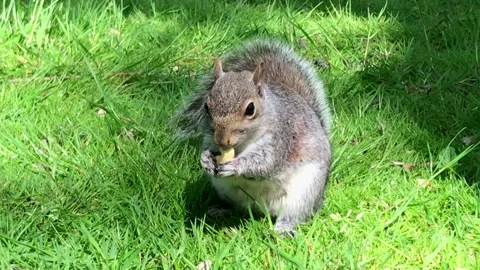 Squirrel eating cashew nut head on Stock Footage 161890315
