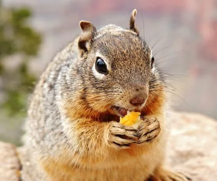 Squirrel Eating Cheese Stock Photos