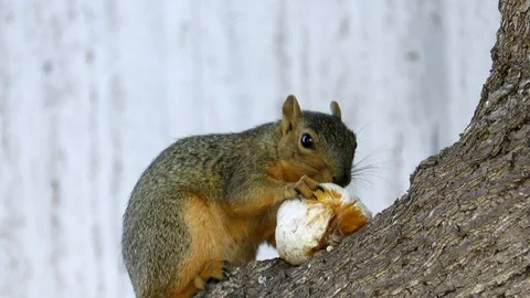 Squirrel Eating Citrus Stock Footage 95730661