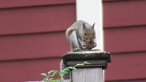 Squirrel eating in the city Stock Footage 131387243