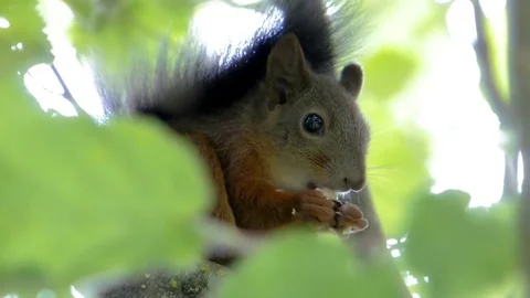 Squirrel eating close up 2 Stock Footage 71038253