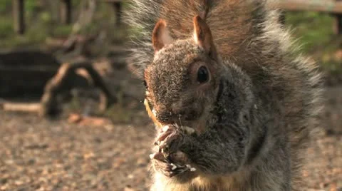 Squirrel eating close up Stock Footage