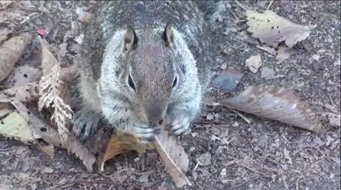 Squirrel Eating - Close up Stock Footage 12359887