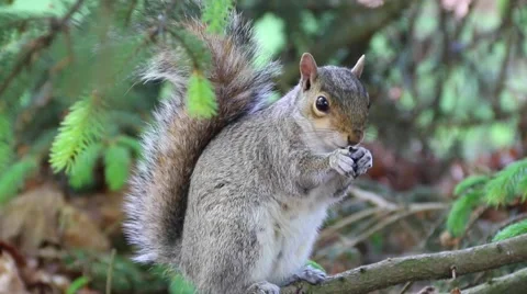 Squirrel Eating Close Up 動画素材 51858802