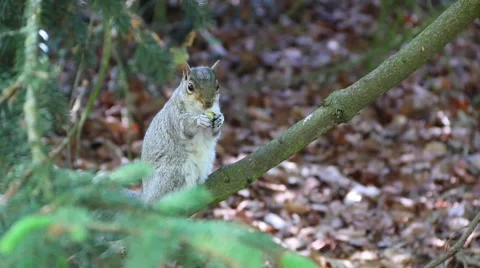 Squirrel Eating Close Up Stock Footage 51859011