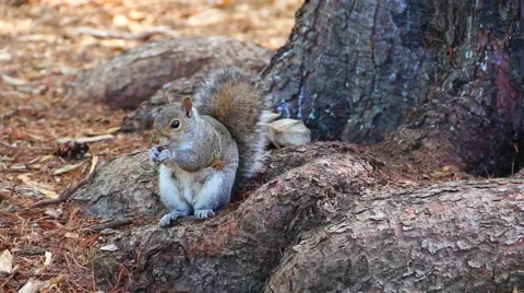 Squirrel Eating Close Up Stock Footage 51859083
