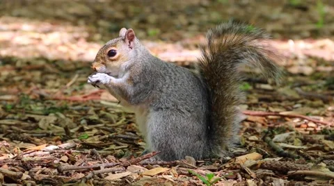 Squirrel Eating Close Up Stock Footage 51859143