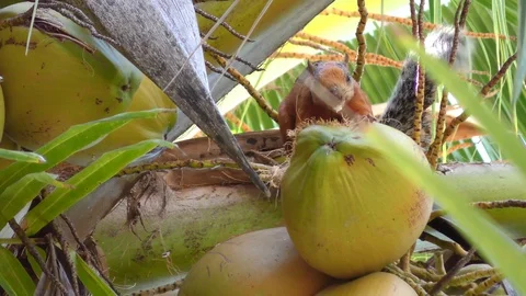 Squirrel Eating From A Coconut In A Coconut Tree Stock Footage 107609289