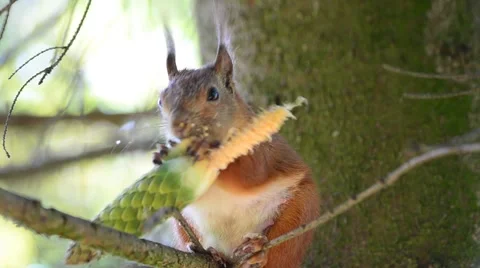 Squirrel eating cone Stock Footage 59905789