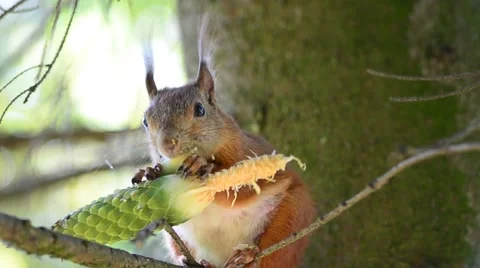 Squirrel eating cone Stock Footage 59906167