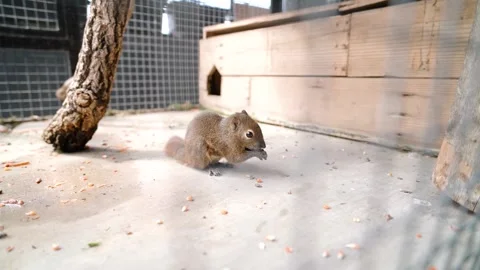 Squirrel eating corn in cage Stock Footage 284778501