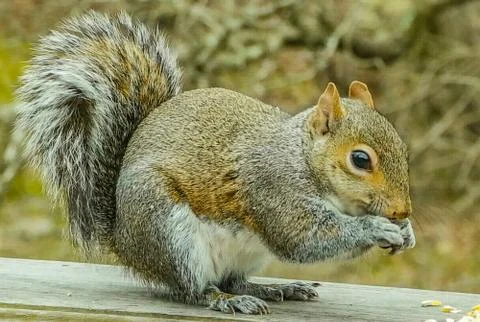 Squirrel eating corn Stock Photos