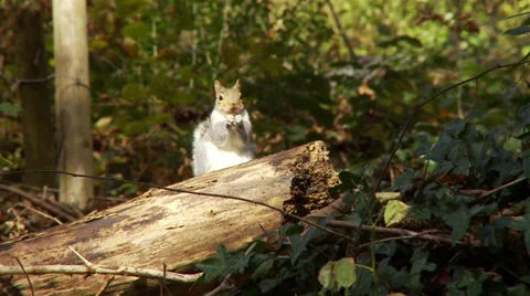 Squirrel Eating CU Stock Footage 33058952