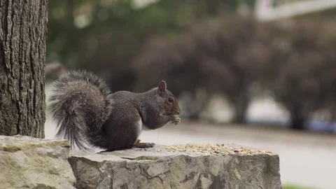Squirrel Eating CU_SlowMo_06212017 Stock-Footage 76917042