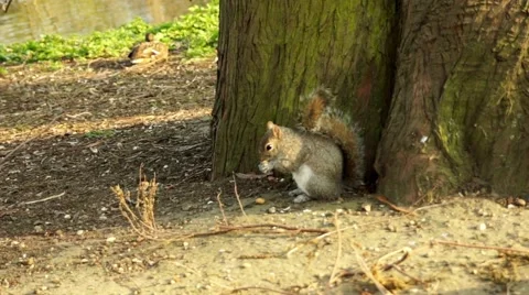 Squirrel eating dinner Stock Footage 48344621