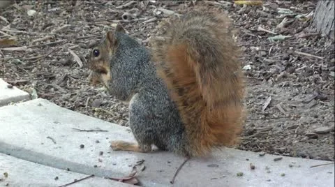 Squirrel Eating Extreme Up-Close Video stock 12043962