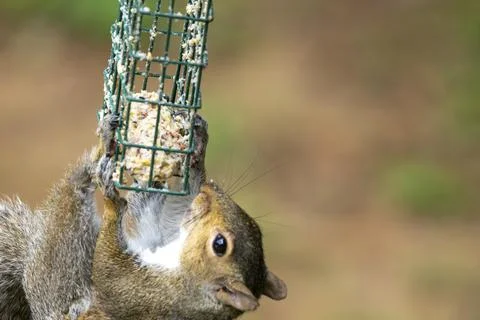 Squirrel Eating From a Feeder Stock Photos