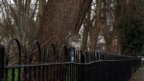 A squirrel  eating on a fence. Stock-Footage 232313075