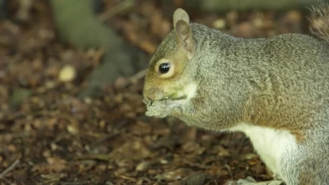 Squirrel eating, finding another nut, and eating it too 스톡 동영상 280010379