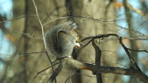 Squirrel eating a fir tree cone at the tree branch. Video stock 126088129