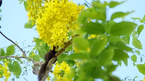 Squirrel is eating the flowers Stock Footage 49760501