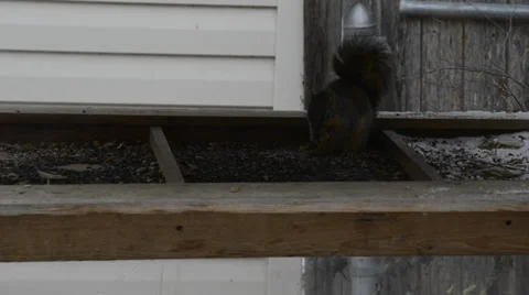 Squirrel eating from food bin Stock Footage 33744613