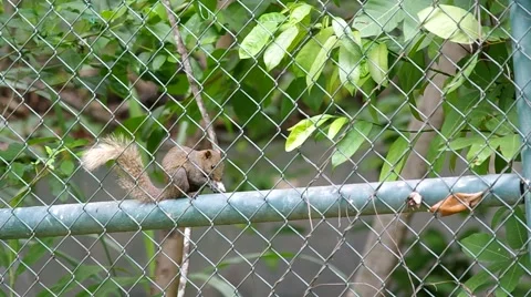 Squirrel eating food Stock Footage 53625111