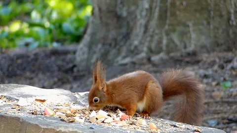 Squirrel eating food Video stock 271347166