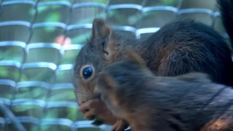 Squirrel eating food Stock-Footage 274415034