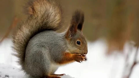  Squirrel Eating Food Stock Footage 323139958
