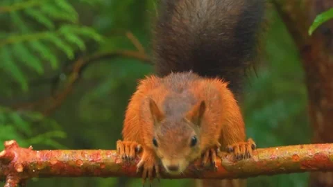Squirrel Eating Food Stock Footage 323145914