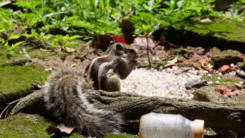 Squirrel eating food Stock-Footage 326324423