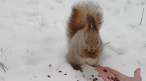 Squirrel eating food from human hands 库存影片 45887953