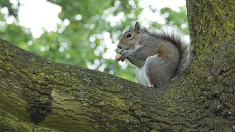 A squirrel eating food on a tree branch. Stock Footage