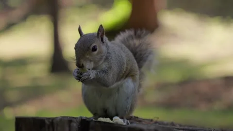 Squirrel Eating Food on Tree Stump Close Up View 動画素材 310765614