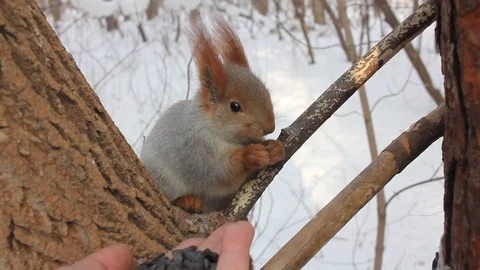 Squirrel eating food on  winter background. Stock Footage 86015604