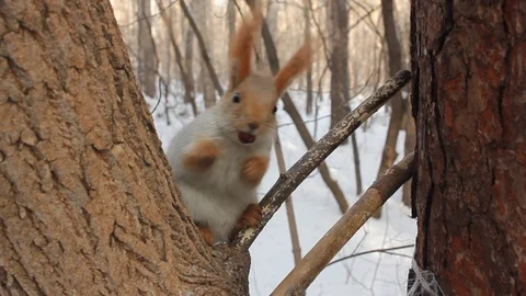 Squirrel eating food on  winter background. Stock Footage 86015684