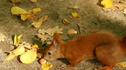 Squirrel Eating Stock Footage 863753
