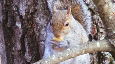 Squirrel Eating Vídeo Stock 10573947