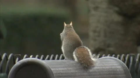 SQUIRREL EATING 動画素材 10590021