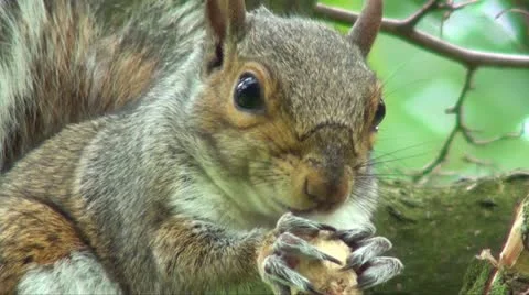 Squirrel eating Stock Footage 11145585
