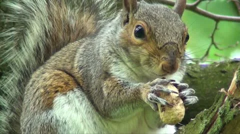 Squirrel eating Stock Footage 11145647