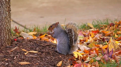 Squirrel Eating Stock Footage 36034513